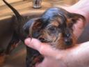 20081122_155713_chloe_first_bath.jpg