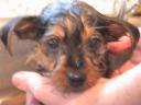 20081122_155726_chloe_first_bath.jpg