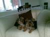 20081225_115150_tess_chloe_lounge_chair.jpg