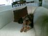 20081225_115206_chloe_lounge_chair.jpg
