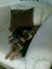 20081225_115226_chloe_tess_lounge_chair.jpg