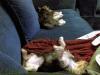 20090102_214202_chloe_tess_sleeping_couch.jpg