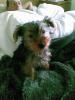 20090104_114704_tess_on_bed_christopher.jpg