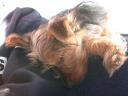 20090118_143022_tess_sofa_closeup.jpg