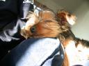 20090118_143320_tess_sofa_closeup.jpg