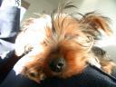 20090118_143329_tess_sofa_closeup.jpg