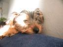 20090118_143429_tess_sofa_closeup.jpg