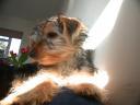 20090118_143440_tess_sofa_closeup.jpg