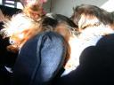 20090118_143458_chloe_tess_sofa_closeup.jpg