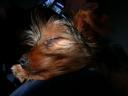 20090118_143528_chloe_sofa_cloesup.jpg