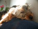20090118_143540_tess_sofa_closeup.jpg