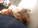 20090118_143551_tess_sofa_closeup.jpg