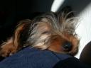 20090118_143634_tess_sofa_closeup.jpg
