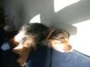 20090118_144802_tess_sofa_closeup.jpg