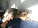 20090118_144826_tess_sofa_closeup.jpg