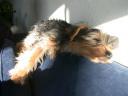 20090118_144833_tess_sofa_closeup.jpg