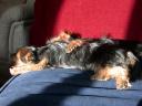 20090121_140244_tess_chloe_sofa_sun.jpg