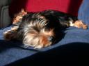 20090121_140336_tess_sun_chloe_sofa.jpg