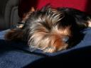 20090121_140347_tess_sofa_closeup.jpg