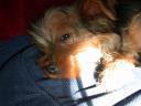 20090121_140437_chloe_half_awake_sofa_closeup.jpg