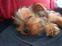 20090121_140454_chloe_sofa_closeup.jpg