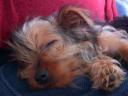 20090121_140503_chloe_sofa_closeup.jpg