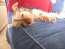 20090121_141158_chloe_sofa_cloesup.jpg