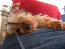 20090121_141212_chloe_sofa_closeup.jpg
