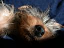 20090121_141245_tess_sofa_cloesup.jpg
