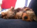 20090121_141744_chloe_tess_sofa_cloesup.jpg
