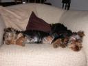 20090121_210733_tess_chloe_sleeping.jpg