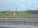 20040218_114722_m40_emergency_phone_fields_sheep.jpg