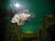 19971231_160100_brighton_aquarium_turkey_fish.jpg