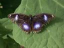 20020424_134015_soa_butterfly_farm_butterfly_o.jpg