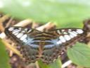 20020424_134203_soa_butterfly_farm_butterfly_o.jpg