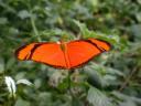 20020424_134507_soa_butterfly_farm_orange_butterfly_o.jpg