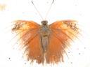 20020424_134707_soa_butterfly_farm_moth_eaten_butterfly_o.jpg