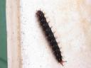 20020424_134806_soa_butterfly_farm_caterpillar_o.jpg