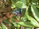 20020424_134843_soa_butterfly_farm_butterfly_o.jpg