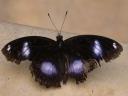 20020424_135018_soa_butterfly_farm_butterfly_o.jpg