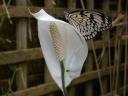 20020424_140039_soa_butterfly_farm_peace_lily_butterfly_o.jpg
