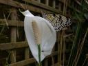 20020424_140228_soa_butterfly_farm_peace_lily_butterfly_o.jpg