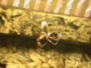 20020424_140832_soa_butterfly_farm_spider_o.jpg