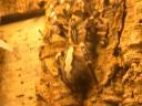 20020424_140937_soa_butterfly_farm_tarantula_o.jpg