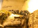 20020424_141018_soa_butterfly_farm_tarantula_o.jpg