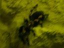20020424_141150_soa_butterfly_farm_tarantula_o.jpg