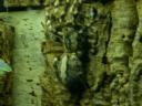 20020424_141242_soa_butterfly_farm_tarantula_o.jpg