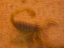 20020424_141320_soa_butterfly_farm_scorpion_o.jpg