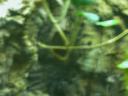 20020424_141455_soa_butterfly_farm_tarantula_o.jpg