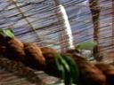 20020424_142209_soa_butterfly_farm_harvester_ants_on_rope_o.jpg
